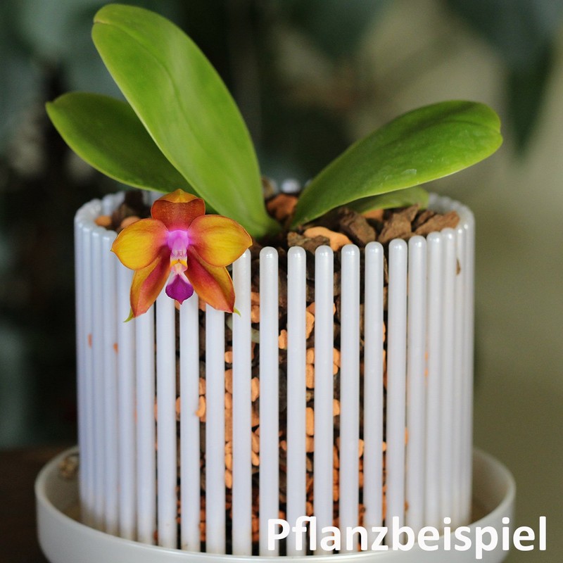 Orchitop M Set Orchid Pot with Saucer for All Orchids