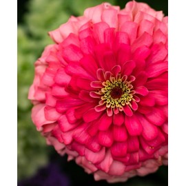 Bernary's Giant Coral Zinnia Bouquet Flower Premium Seeds for Planting Packet