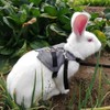 Tnfeeon Rabbit Soft Breathable Harness with Lead, Pet Rabbit, Small