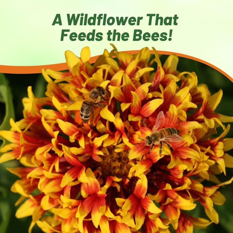 Outsidepride Gaillardia Pulchella Sundance Bicolor Blanket Seeds for Planting -