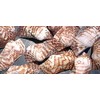 25 Turkey Wing Shells 1.5-2.5" Beach Arts & Crafts Coastal