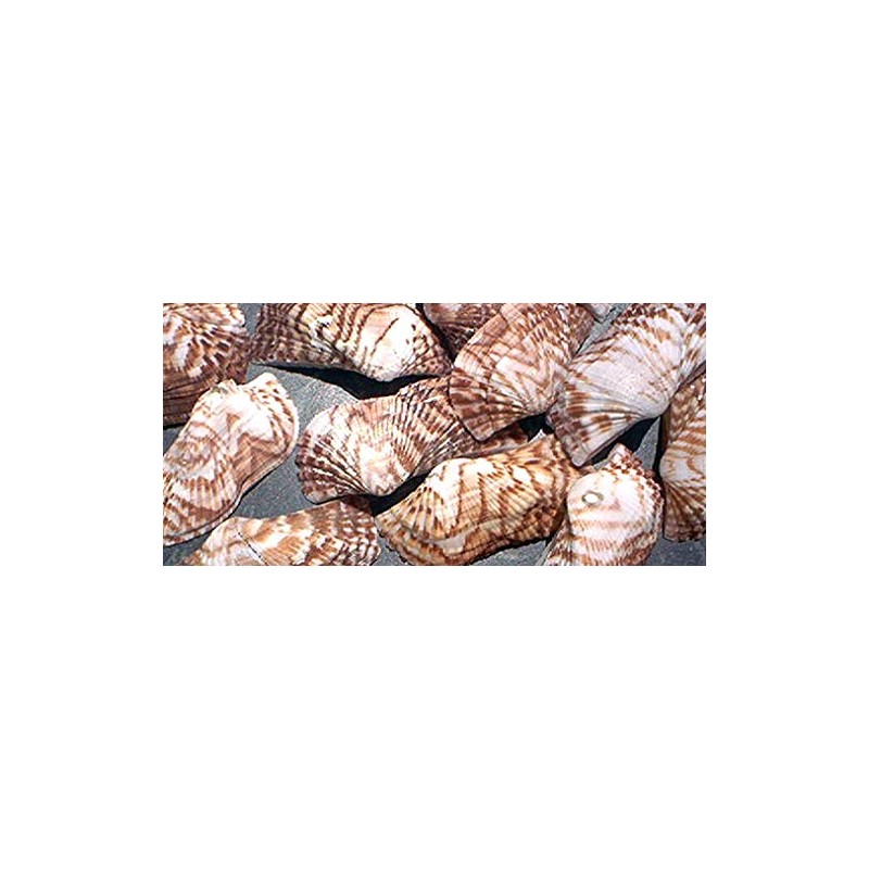 25 Turkey Wing Shells 1.5-2.5" Beach Arts & Crafts Coastal