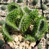 Opuntia subulata cristata Snow Ridge Cacti Cactus Succulent Real Live
