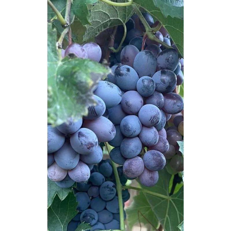 Kyoho Grape With Pot 6” Sweet Seedling Ready To Plant