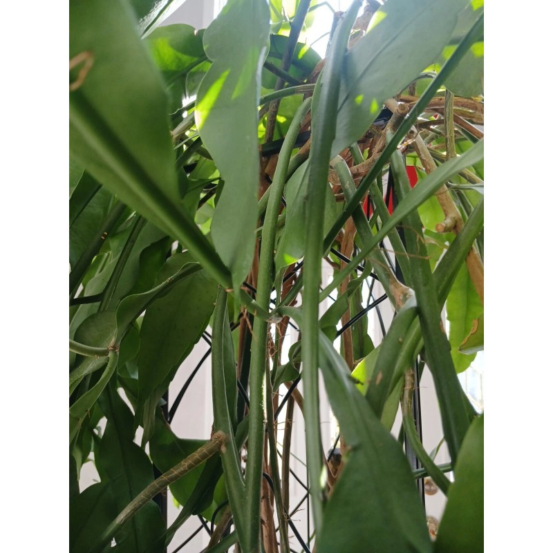 exotic 4 CLIPPINGS-Epiphyllum oxipetalum 'Queen of the Night' - 8"