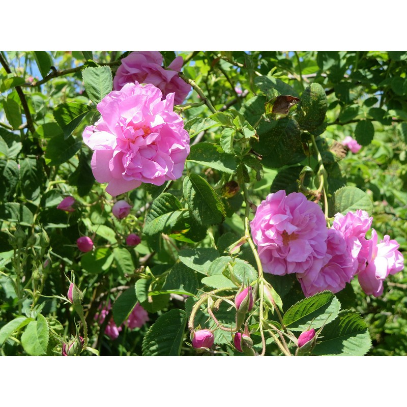 Rose de Marrakesh Argan Oil Rose 30 ml (Argan Oil