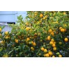 Tree Meyer Lemon Tree - 26-30" Tall - Live Fruit