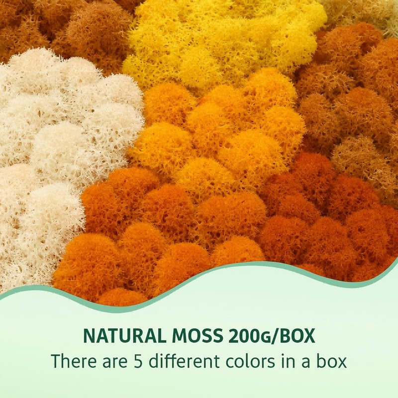 Iceland Moss, Moss in 5 Different 200 g for Moss