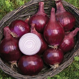 Onion and Shallot LARGE Sets 500g Bag (Onions ~70 bulbs) / (Shallots 20-30 bulbs), Longor Shallot Sets 500g Bag (LARGE SETS ~25 bulbs)