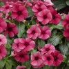 Outsidepride Vinca Tattoo Raspberry Flower Seed - 100 Seeds