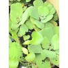 3 Water Hyacinth, 3 Water Lettuce Bundle. See Shipping Policy
