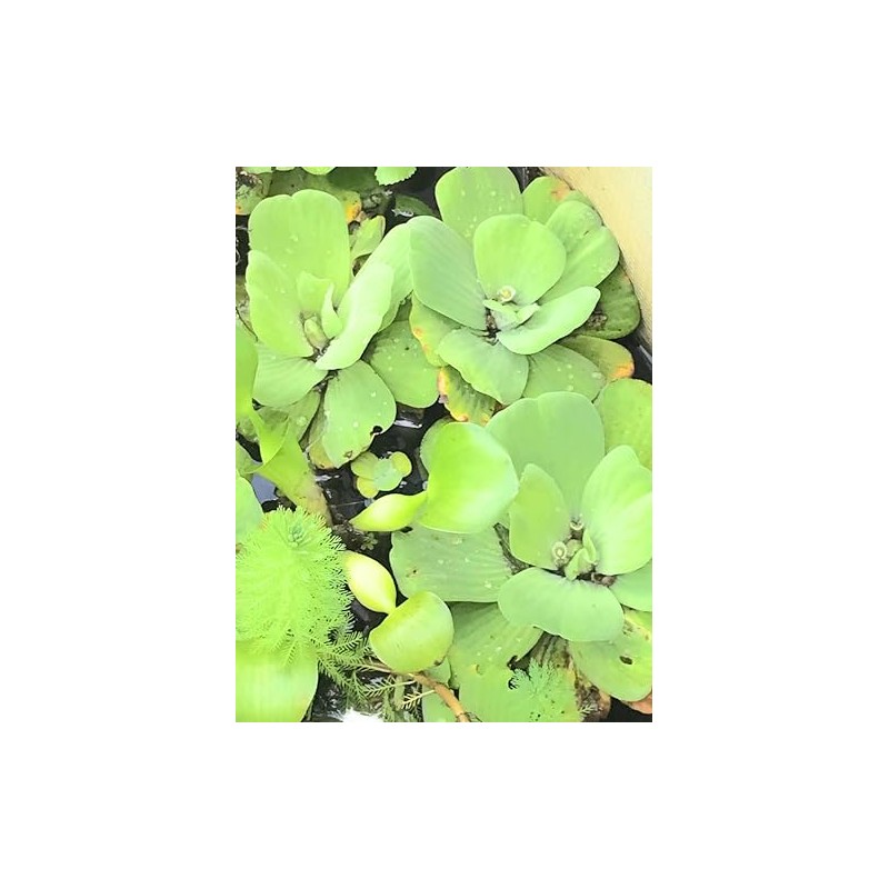 3 Water Hyacinth, 3 Water Lettuce Bundle. See Shipping Policy