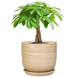 SUNPOTFOR Ceramic Planter for Indoor Plants 7 Inch - Cylinder Modern Indoor Plant Pot with Drainage Hole and Saucer, Home Patio Office Bathroom Decor, Yellow