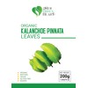 Kalanchoe Pinnata Leaves Herbal tea - 100% Pure, Dried Leaves
