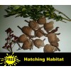 One Praying Mantis Egg Cases + FREE HATCHING BAG 2025