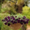 Outsidepride Burgundy Velour Easy Wave Petunia Flower Seeds - 15