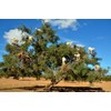 Tea Tree & Argan & Rice Bran Pure Soap Handmade