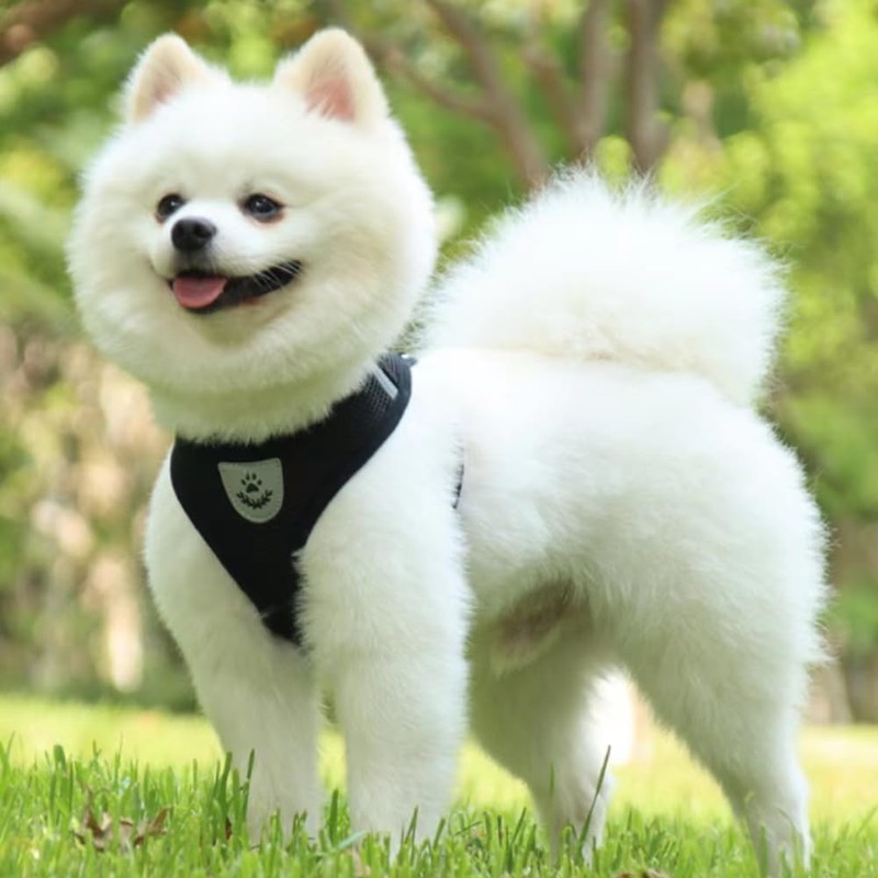 Step-in Dog Harness Adjustable Reflective Soft Dog Harness Breathable Vest