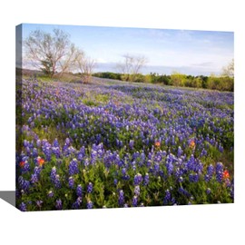 ZEBTBLA DIY Digital Acrylic Painting Set Bluebonnets in Texas Hill Country Stock Pictures Paint by Numbers on Canvas Without Frame for Adult Beginner Children Art Craft Wall Decor 16x20 (4564EWFG)