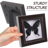 Housoutil Butterfly Specimens in Shadow Box Blue Morpho Butterfly Framed
