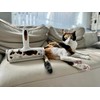 Nippon Seal Pakupaku Roller Sora Maker Direct Sales Kyosuke Sora