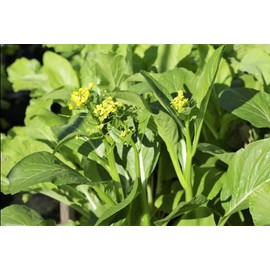 TomorrowSeeds - 70D Improved Green Yu Choy Sum Seeds - 5000+ Count - for 2026 Planting 70D Improved Green Flowering Cabbage Bok Choy Chinese Broccoli CAI Tai USA Asian Vegetable Grow Your Own Home