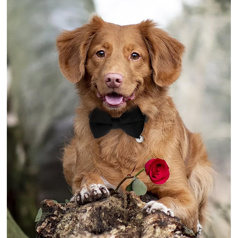 Dog Bow Tie Collar, Dog Collar with Bowtie Soft Velvet