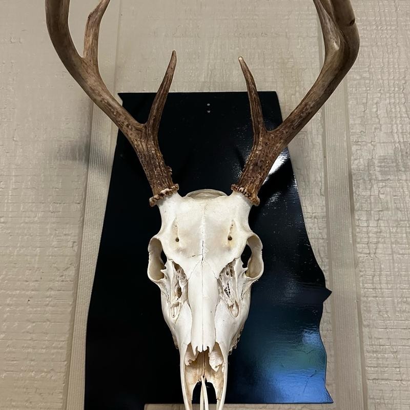 European State Skull Mount hanger - State: Wyoming