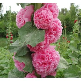 25 Double Cotton Candy Pink Hollyhock Seeds Perennial Flower Garden Seed Flowers Seed Flower