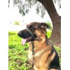 Collar Perro Halter, Gentle Leader, Halti, Uso Profesional Color Verde