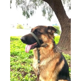 Collar Perro Halter, Gentle Leader, Halti, Uso Profesional Color Verde Militar Tamaño del collar Extra grande