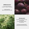 Resveratrol Ultra Pure - 1,000 Mgdosis - 100 Cáps -