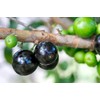 Jaboticaba Myrciaria Cauliflora Sabara Brazilian Grape Seedling Plant Potted Fruit