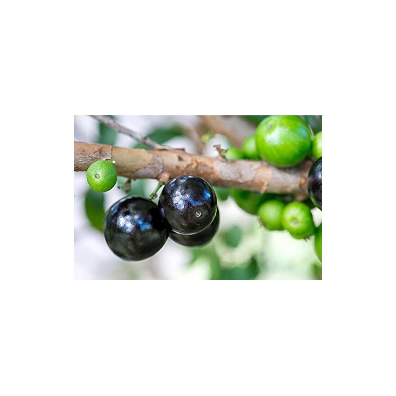 Jaboticaba Myrciaria Cauliflora Sabara Brazilian Grape Seedling Plant Potted Fruit