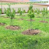 2,425 Lbs Strength Tree Straps - 216FT Tree Tie Support