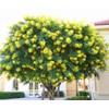 50 Senna Surattensis Seeds Cassia Glauca Senna sulfurea Glossy Shower.