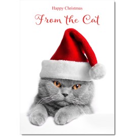 doodlecards From The Cat Christmas Card Grey Cat with Santa Hat Medium Size Christmas Card for From The Cat with Plain Envelope