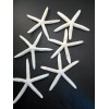 Florida Shells and Gifts 6 Large White Pencil (Finger) Starfish