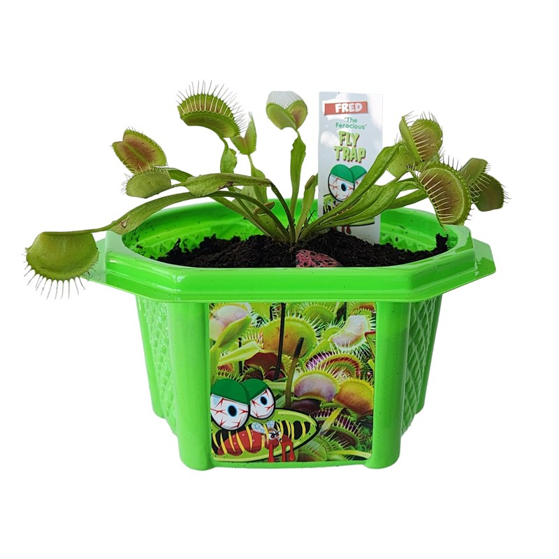 Toys By Nature Character Micro Domes Fred The Ferocious Flytrap