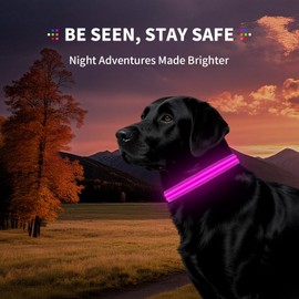 LED Dog Collar with Metal Buckle - USB Rechargeable Glow Collar for Dogs, Waterproof Light Up Dog Collar w/Reflective Strips - Adjustable Night Safety Collars by PetIsay(Pink,Medium)