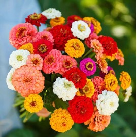 200+ CUT AND COME AGAIN ZINNIA SEEDS - FLOWERS ----- BUTTERFLIES - HUMMINGBIRDS