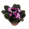 Novelty African Violet - 4" Pot - Best Blooming Plant