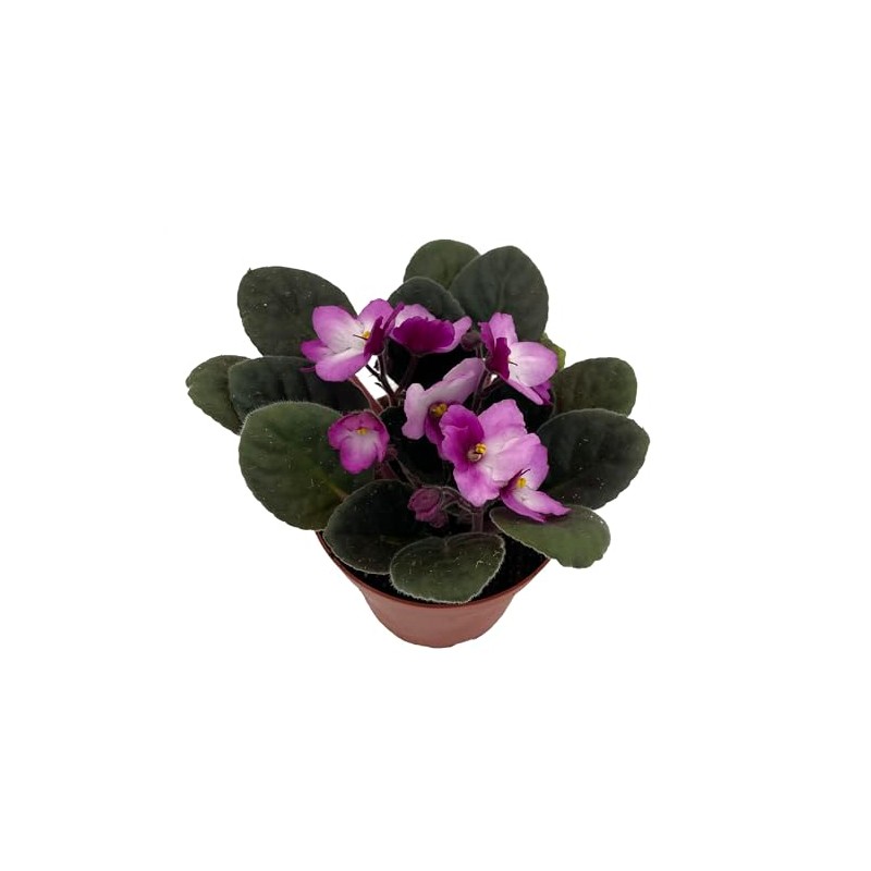 Novelty African Violet - 4" Pot - Best Blooming Plant