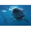 Edition Colibri WHITE SHARK UNDER WATER 3D Lenticular Postcard/Hologram Postcard