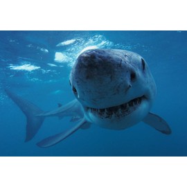 Edition Colibri WHITE SHARK UNDER WATER 3D Lenticular Postcard/Hologram Postcard (10042)