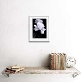 Wee Blue Coo PHOTO NATURE BLACK WHITE ROSE PETAL FLOWER FRAMED PRINT F97X4204