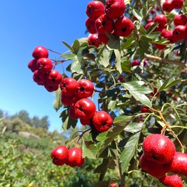 Dried Hawthorn Berries Hawthorn Berry tea Hawthorn Slices 山楂干(130g)