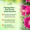 Outsidepride Red Picotee Morning Glory Seeds - 50 Pcs. Annual,