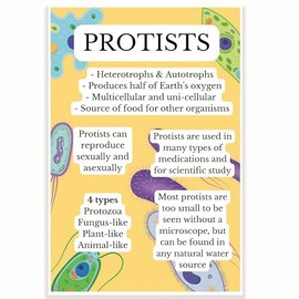 Protists Classroom Poster - Science Biology Classroom Poster - 12 x 18 Inch - Classroom Decor - Classroom Must Haves - Back To School Decor - CPS0641