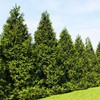 Thuja Plicata 'Green Giant' Arborvitae - 12 Live Quart Size